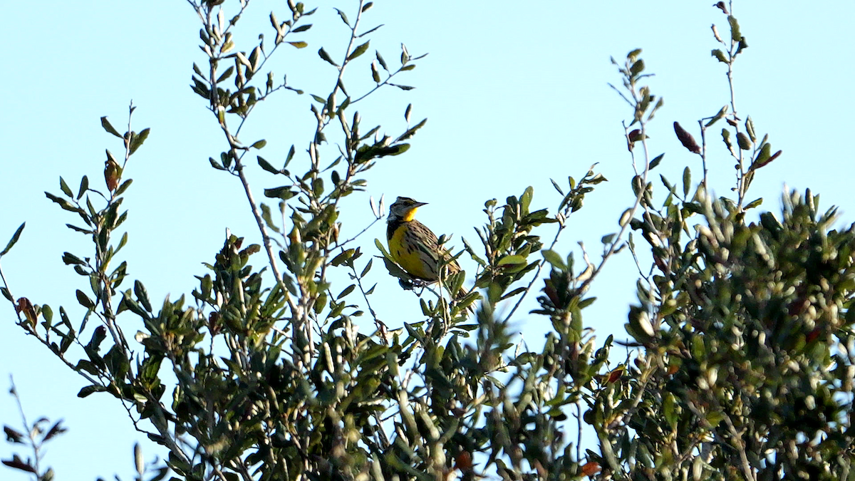 Eastern Meadowlark (Eastern) - ML628427661