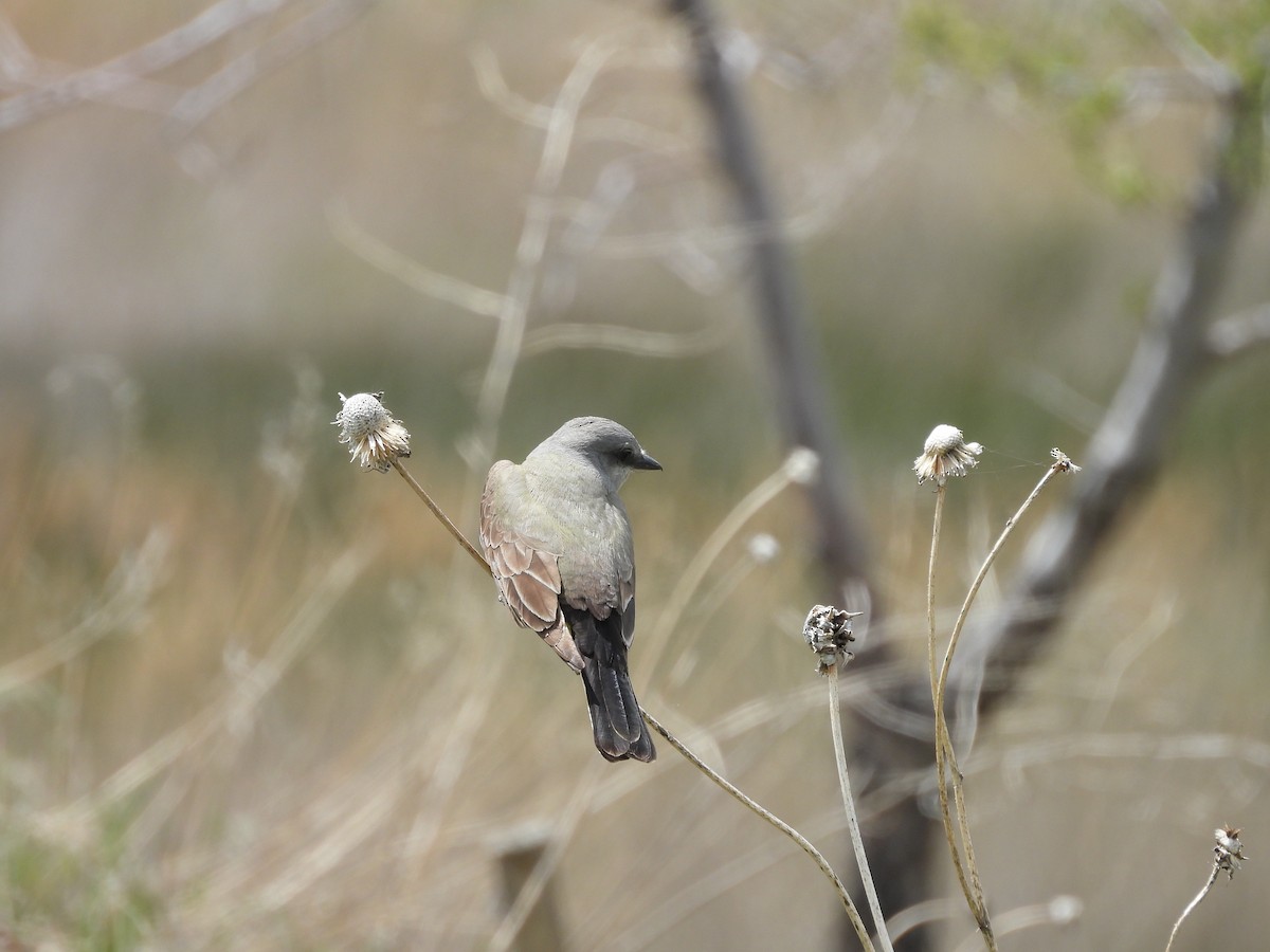 Western Kingbird - ML628427798