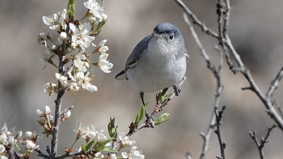 Blue-gray Gnatcatcher - ML628427808