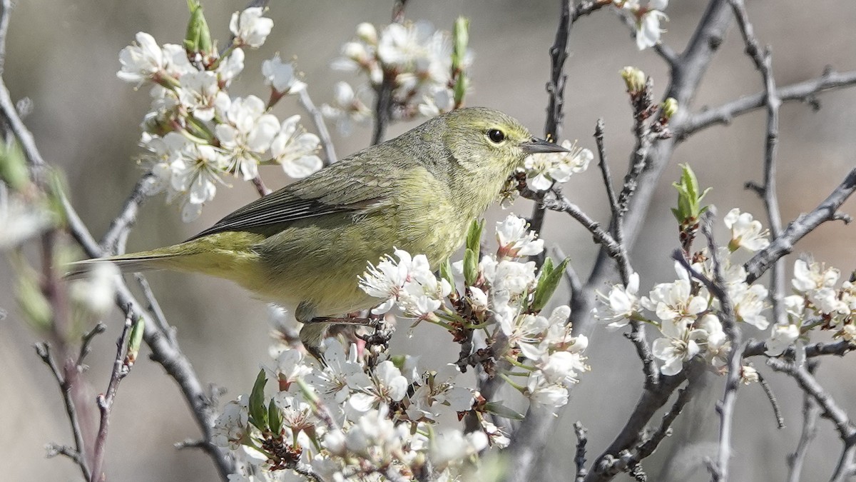 Orange-crowned Warbler - ML628427837