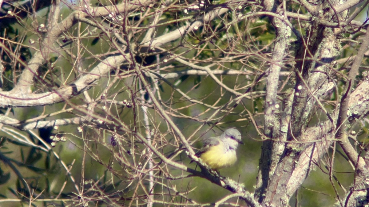 Western Kingbird - ML628427980