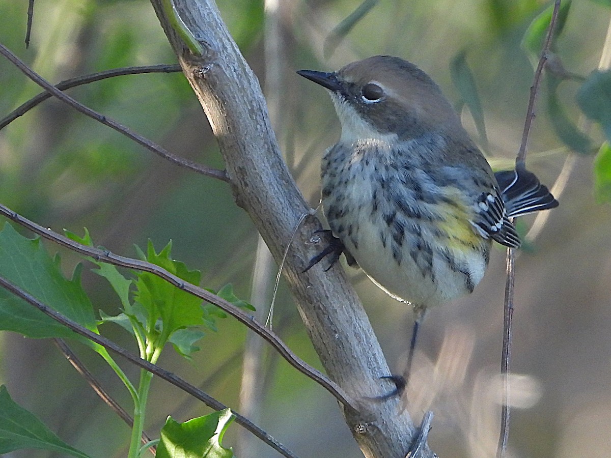 Yellow-rumped Warbler - ML628428043