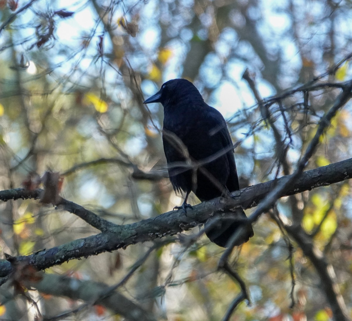 American Crow - ML628428095