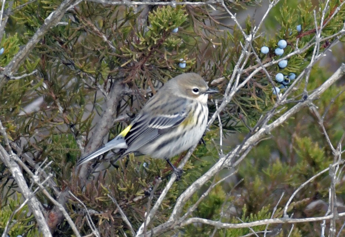 Yellow-rumped Warbler - ML628428108