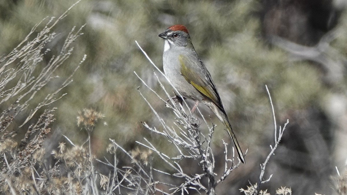 Green-tailed Towhee - ML628428186