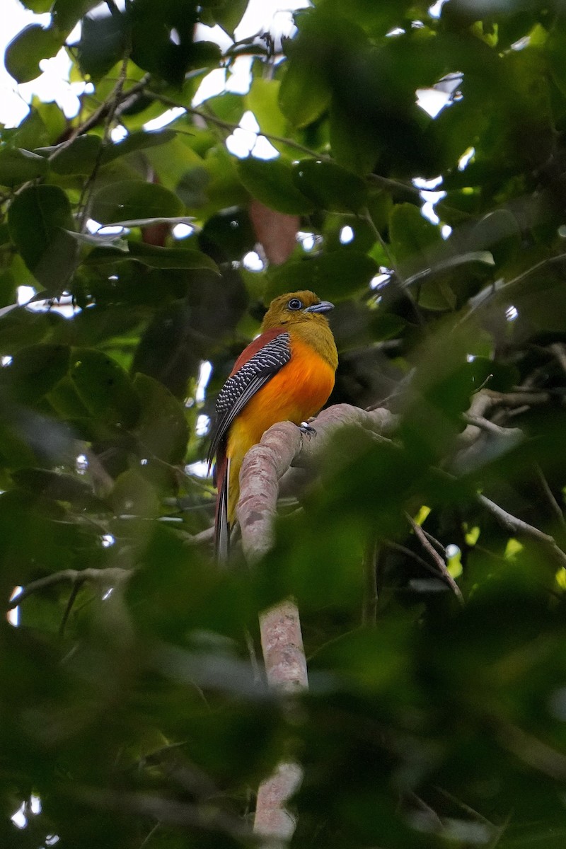 Orangebauchtrogon - ML628428335