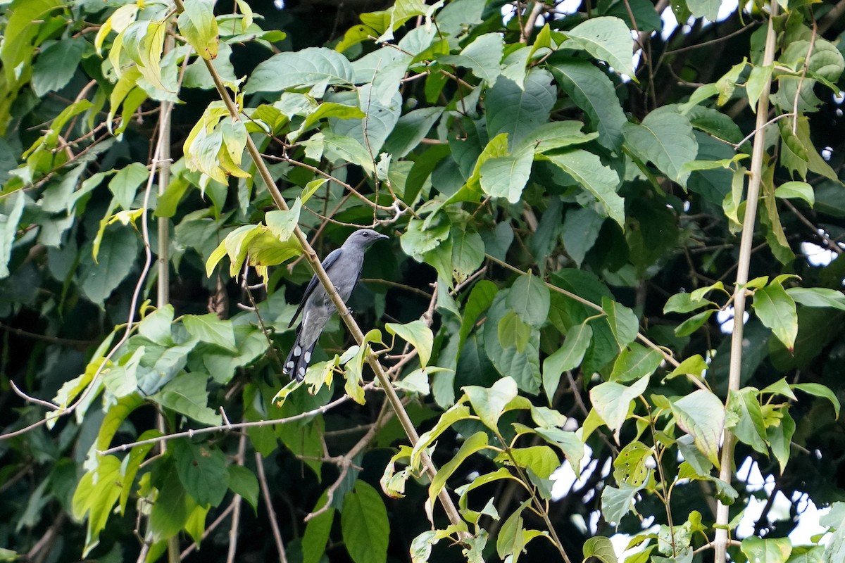 Black-winged Cuckooshrike - ML628428467