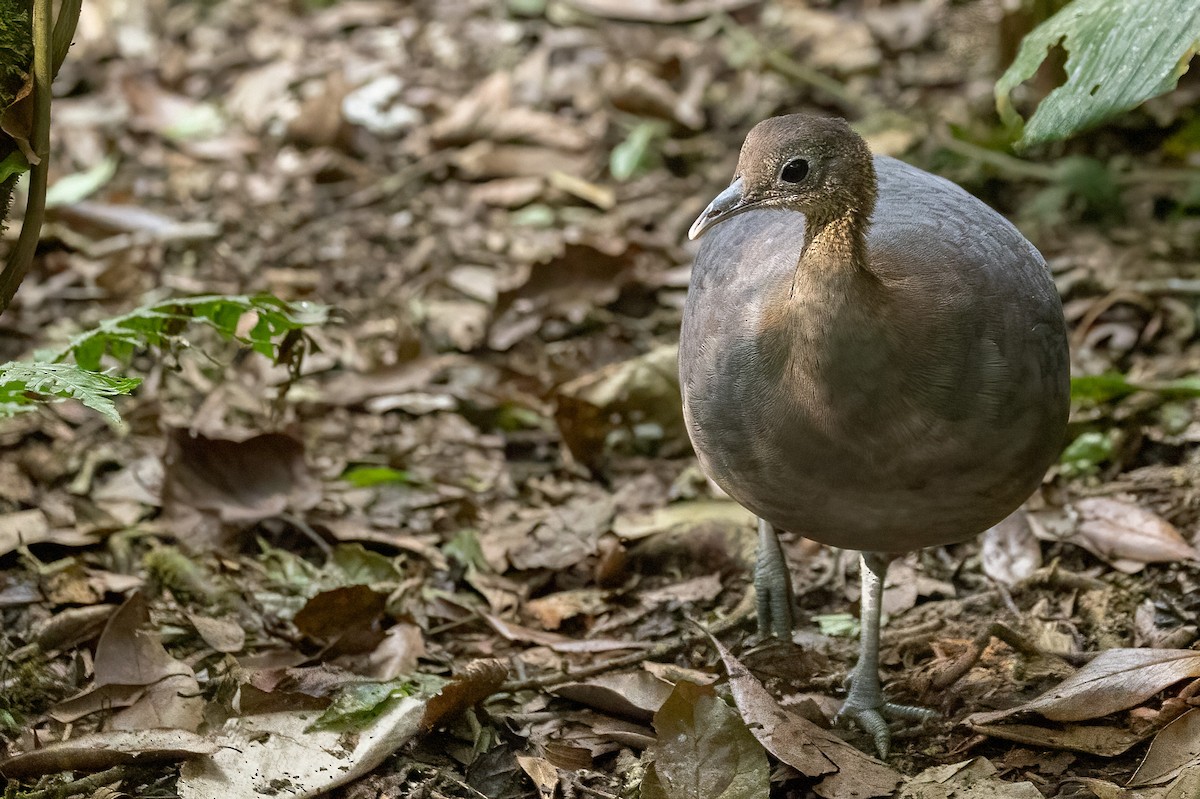 Solitary Tinamou - ML628428544