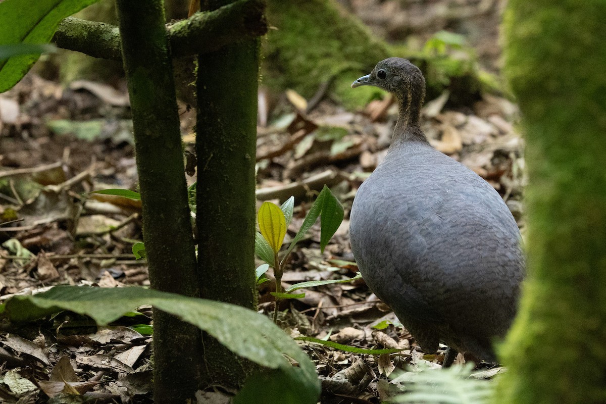 Solitary Tinamou - ML628428545