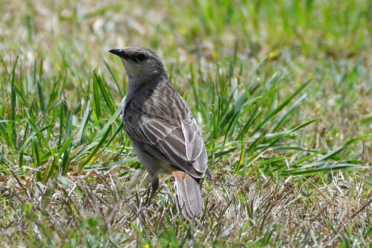 Rufous Songlark - ML628428549