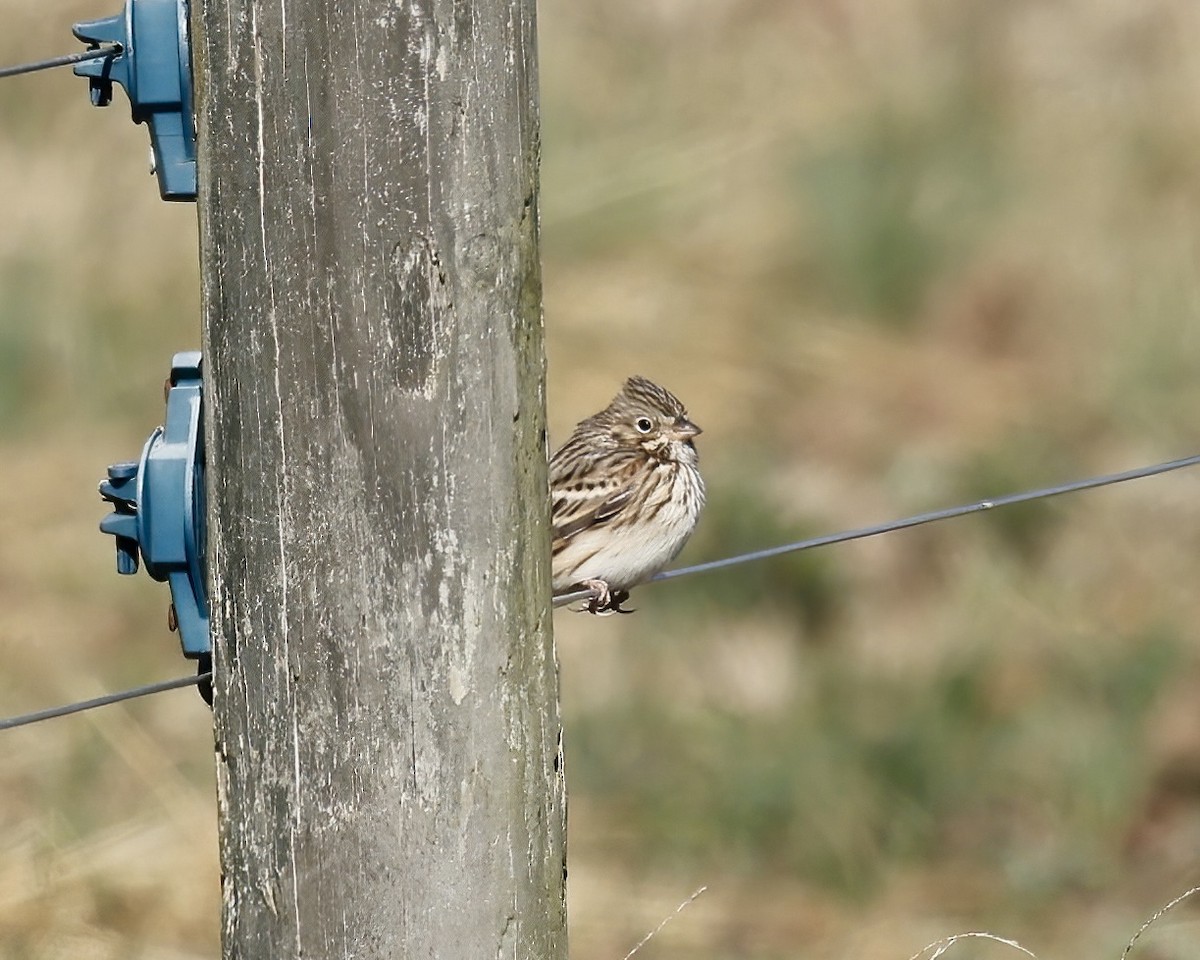Vesper Sparrow - ML628428593