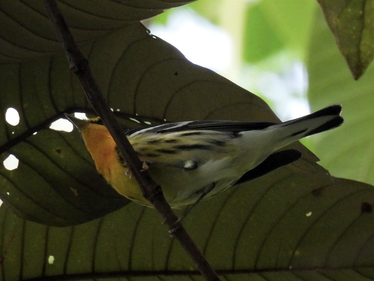 Blackburnian Warbler - ML628428658