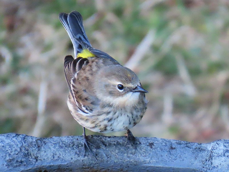 Yellow-rumped Warbler (Myrtle) - ML628428668