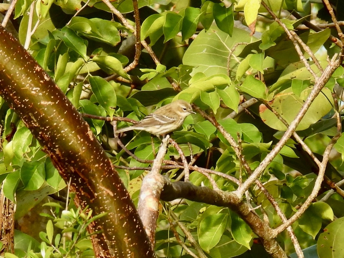 Yellow-rumped Warbler - ML628428673