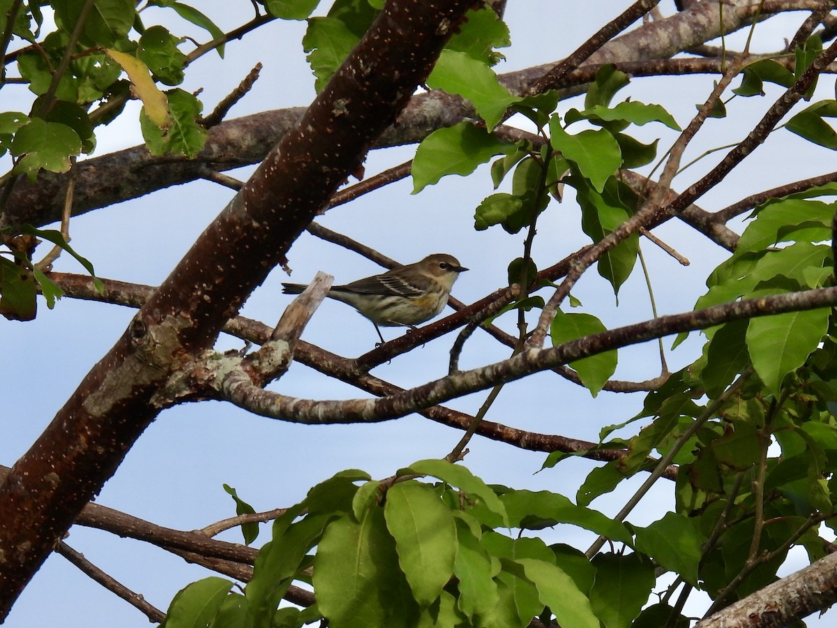 Yellow-rumped Warbler - ML628428749