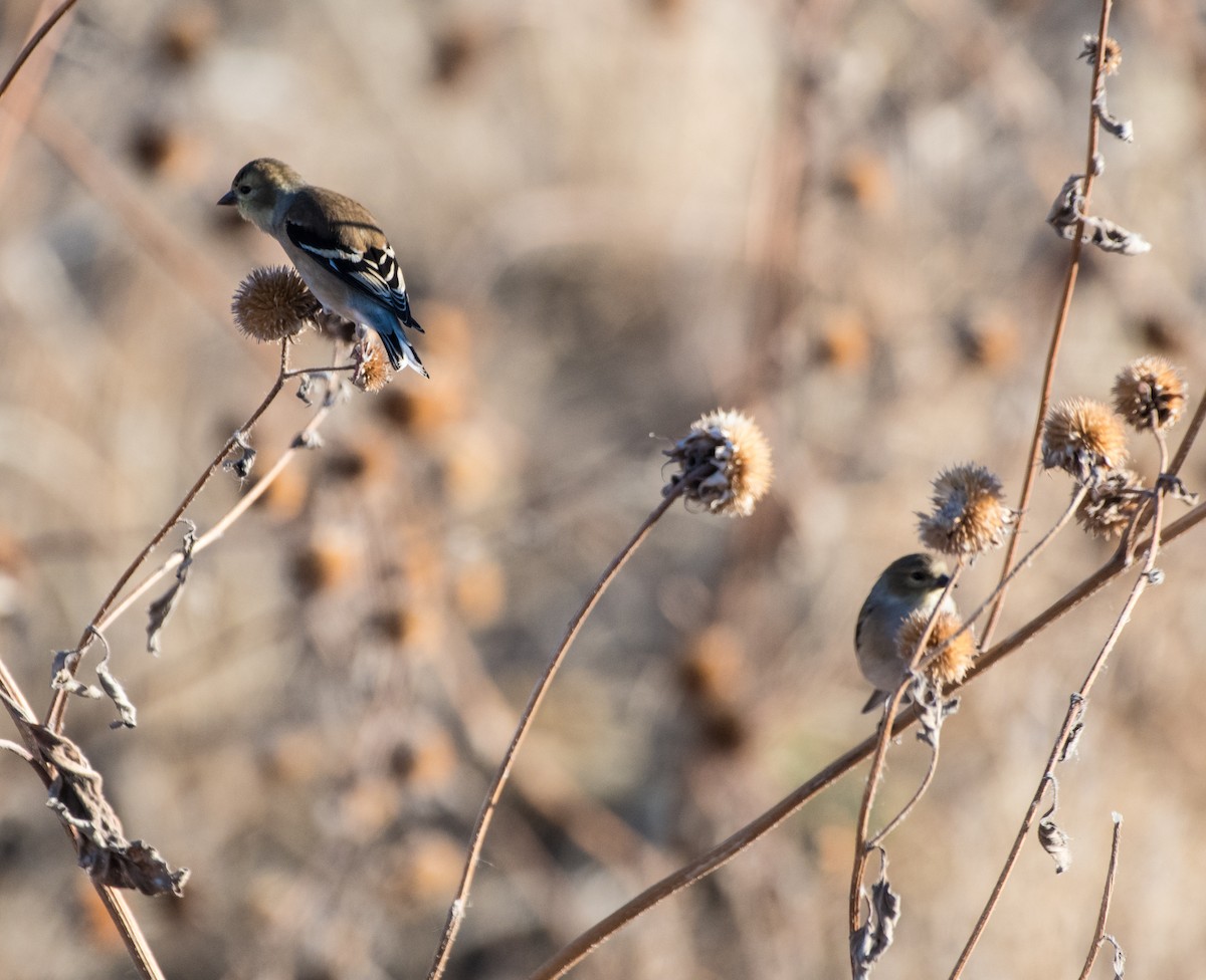 American Goldfinch - ML628428756
