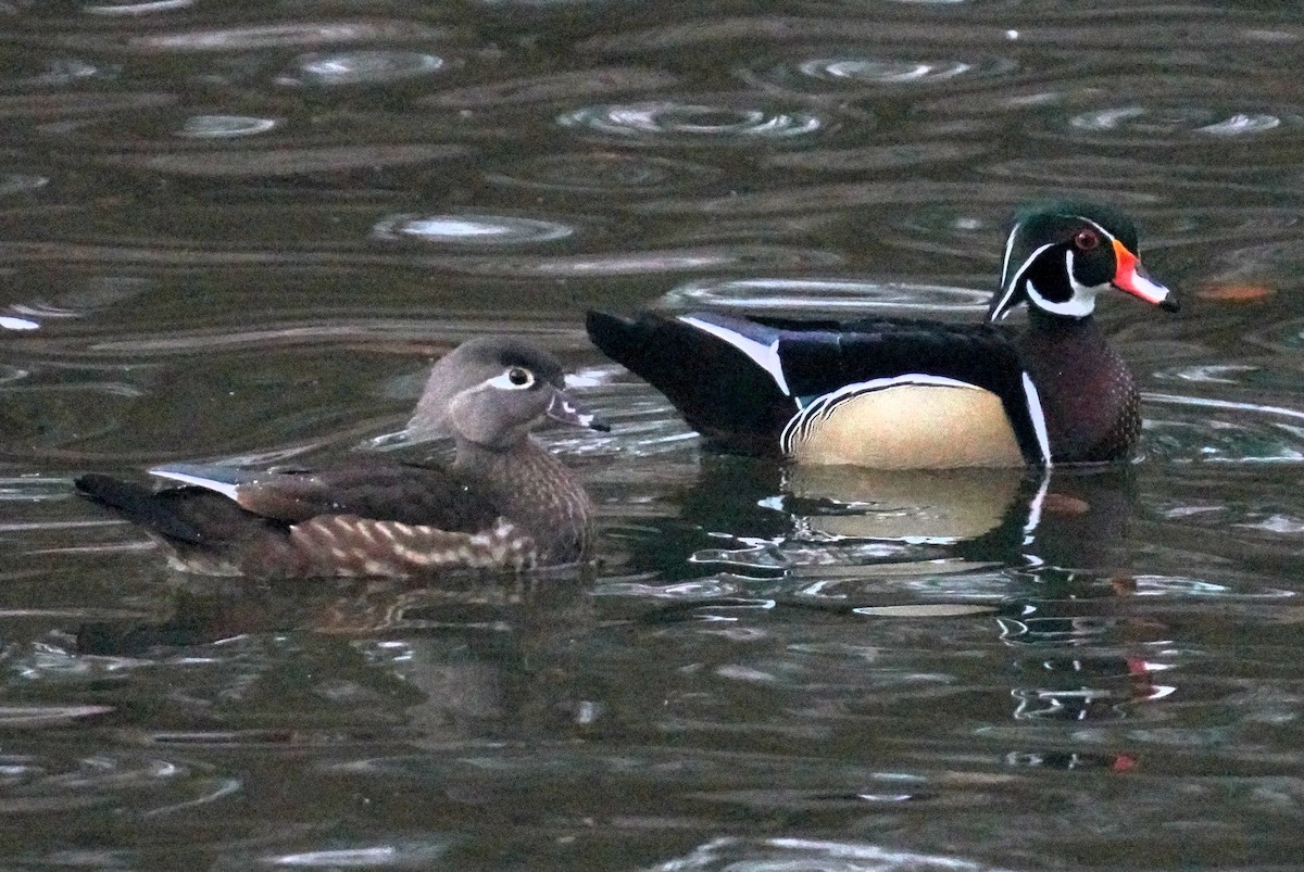 Wood Duck - ML628429115