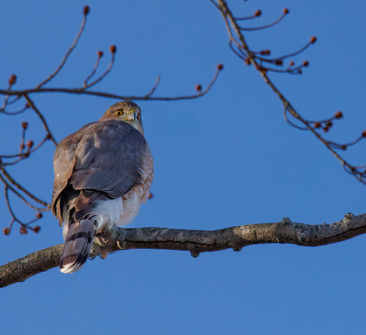 Cooper's Hawk - ML628429122