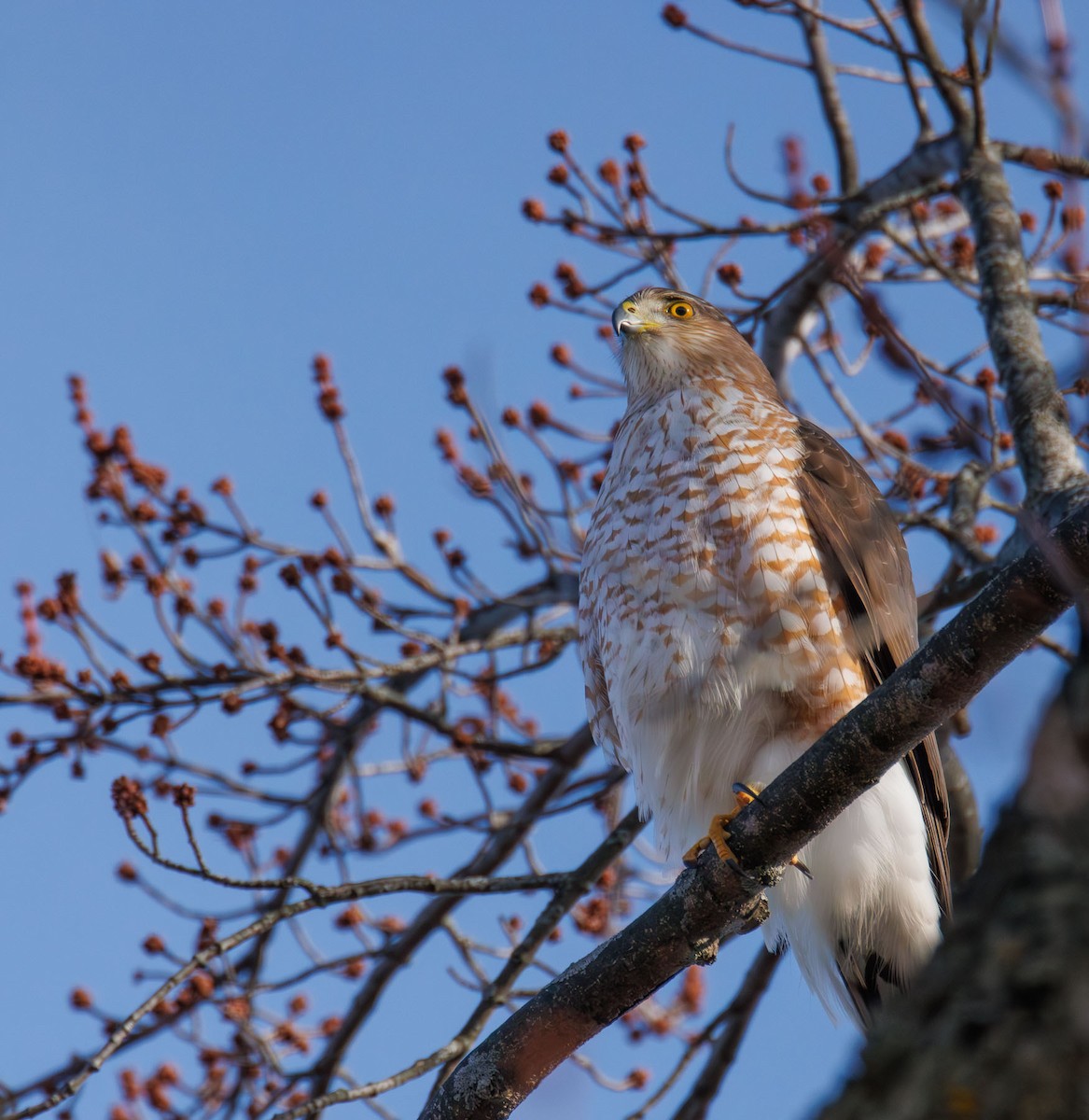 Cooper's Hawk - ML628429123