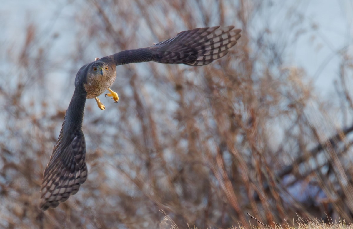 Cooper's Hawk - ML628429124