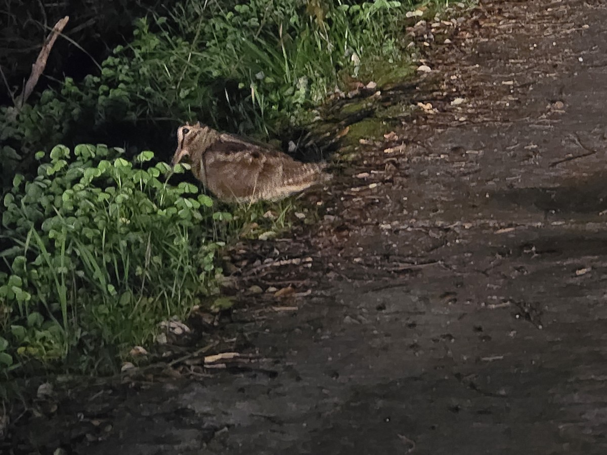 Буурал хомноот - ML628429156