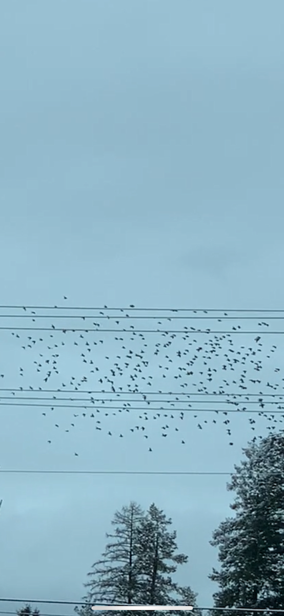 Хар тодол - ML628429400