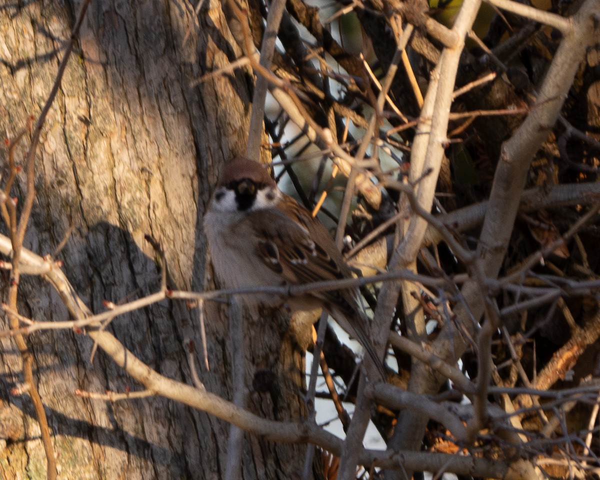 Eurasian Tree Sparrow - ML628429431