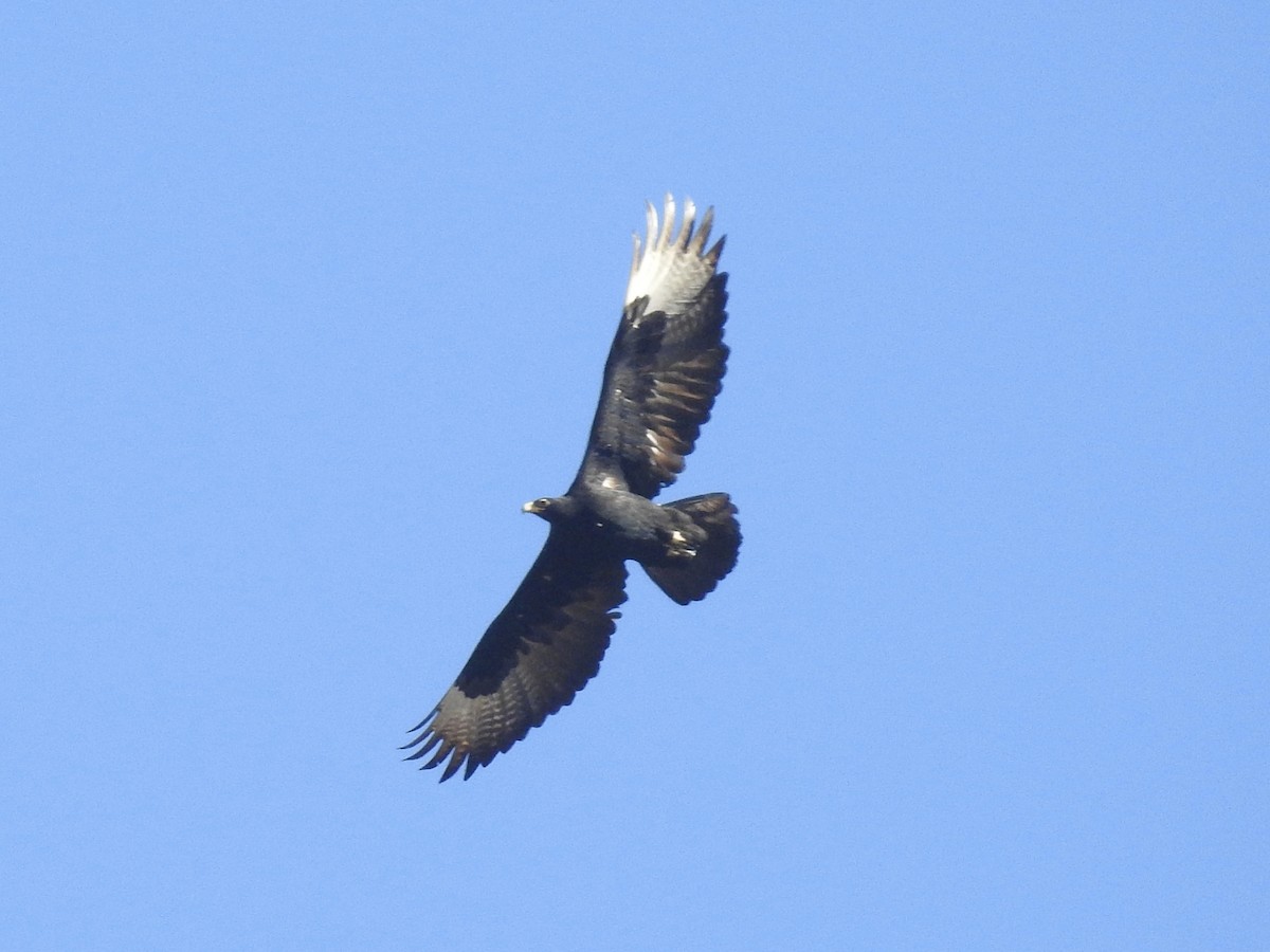 Verreaux's Eagle - ML628429474