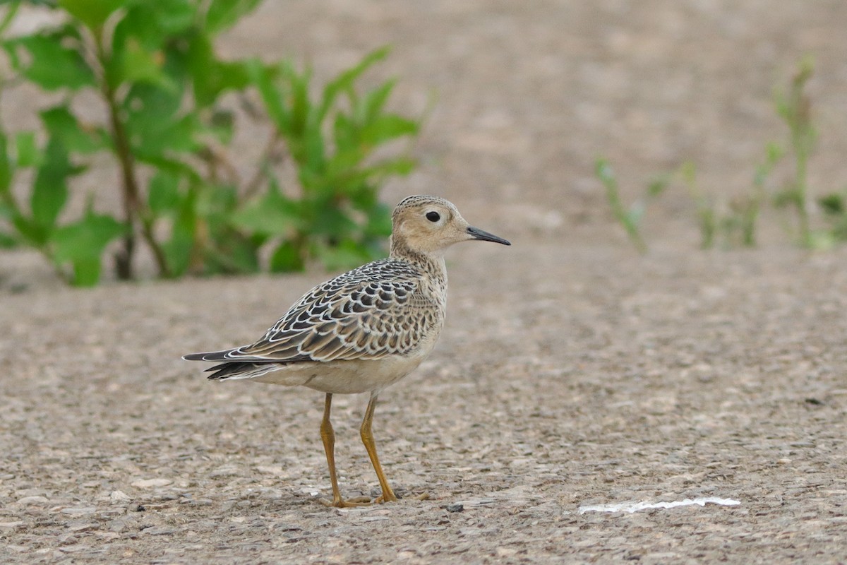 Buff-breasted Sandpiper - ML628429499