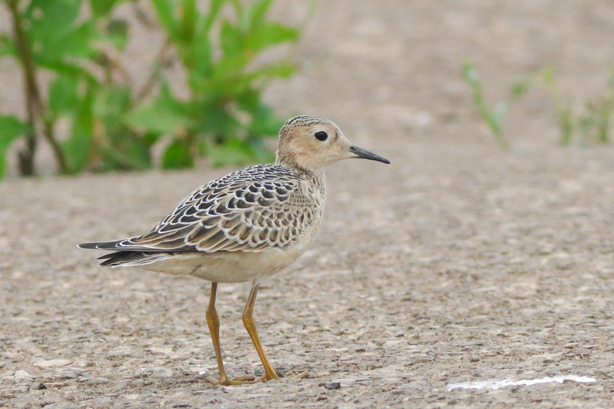 Buff-breasted Sandpiper - ML628429502