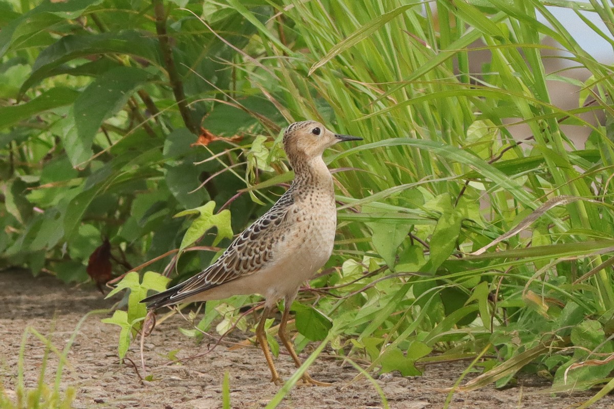 Buff-breasted Sandpiper - ML628429504