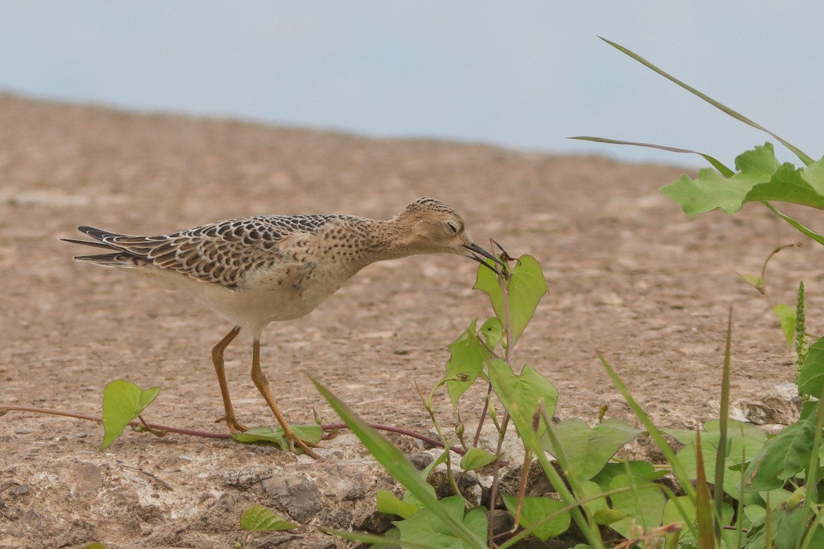 Buff-breasted Sandpiper - ML628429509