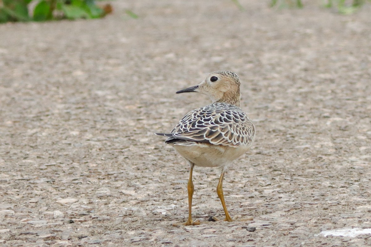Buff-breasted Sandpiper - ML628429518