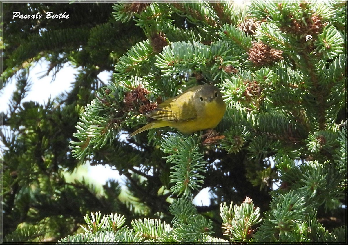 Nashville Warbler - ML628429531