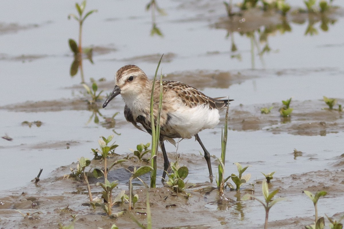 Semipalmated Sandpiper - ML628429633