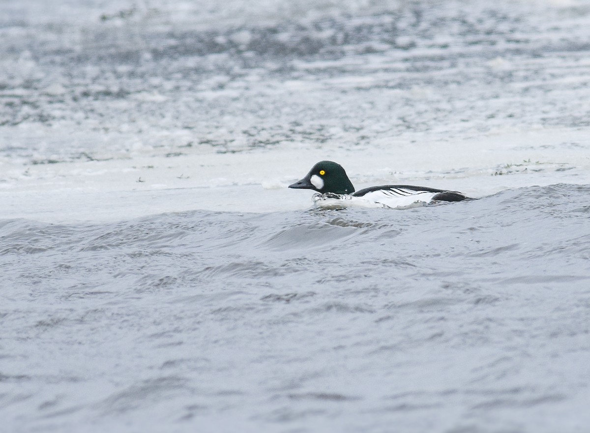 Common Goldeneye - ML628429634