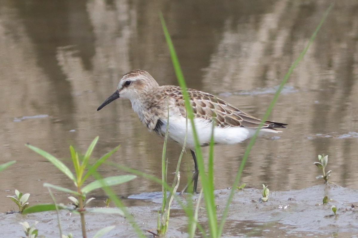 Semipalmated Sandpiper - ML628429636