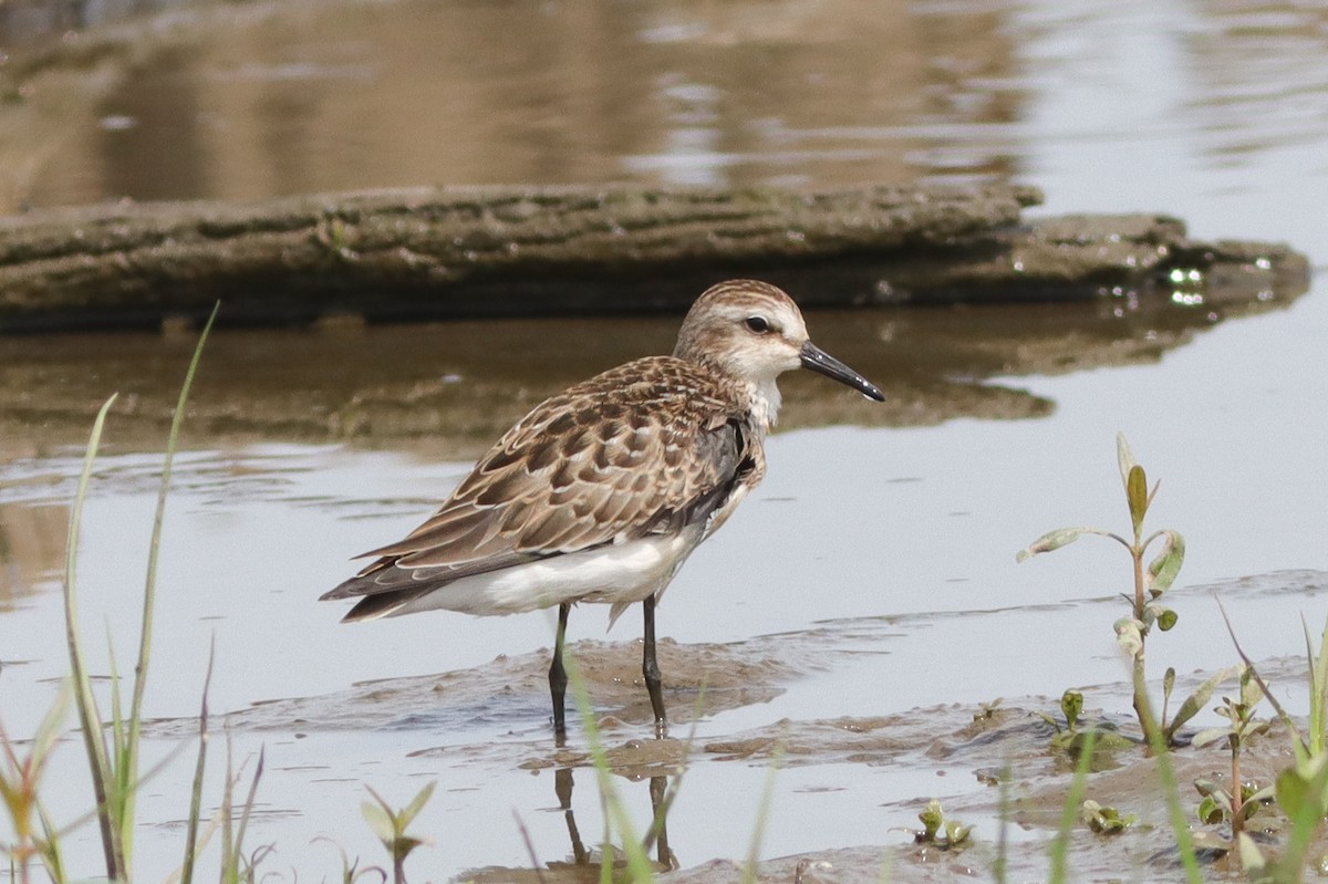 Semipalmated Sandpiper - ML628429640