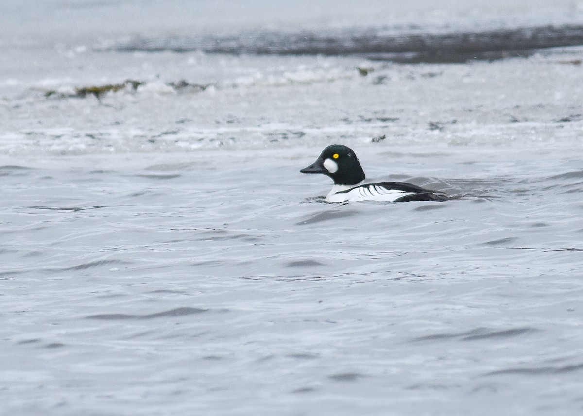 Common Goldeneye - ML628429660