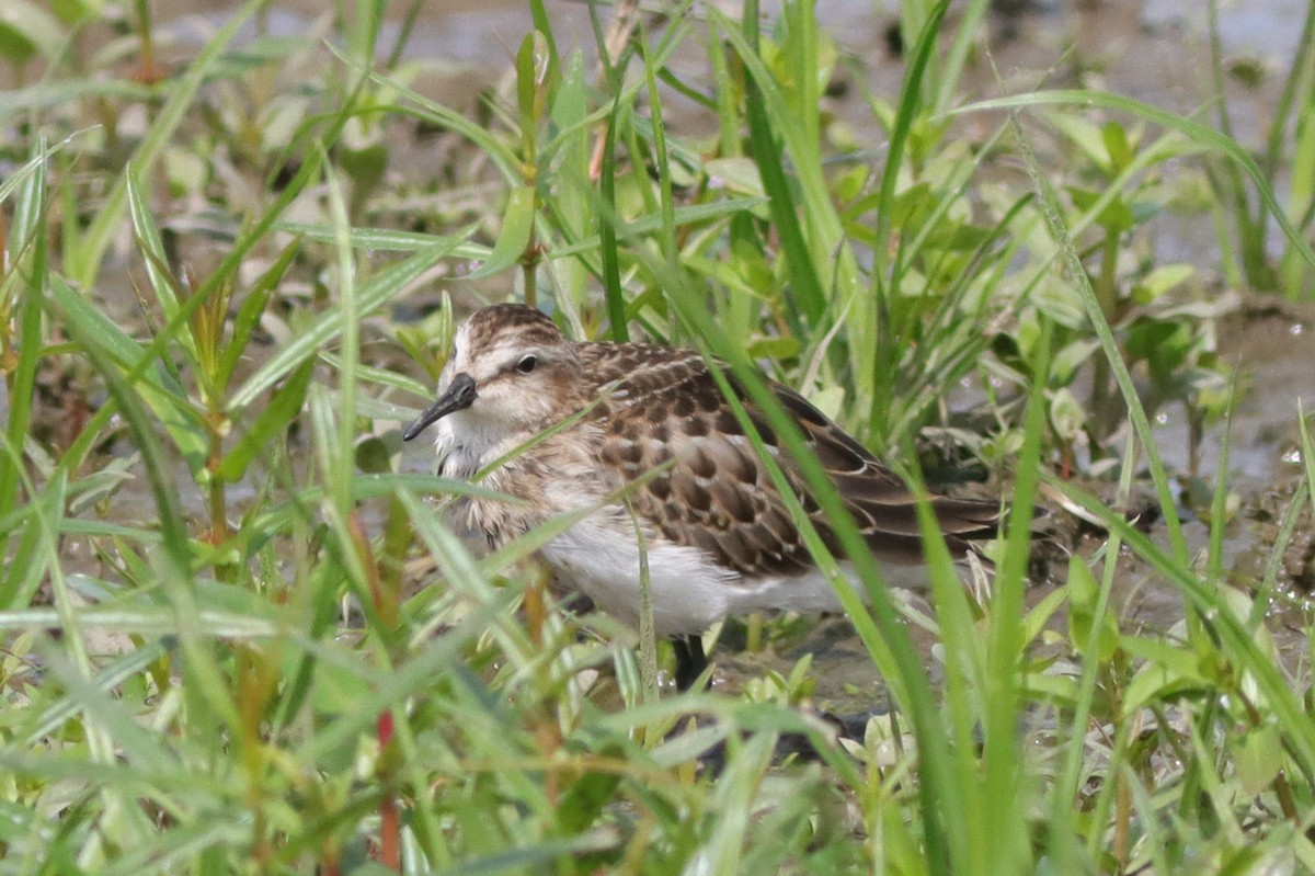 Semipalmated Sandpiper - ML628429693