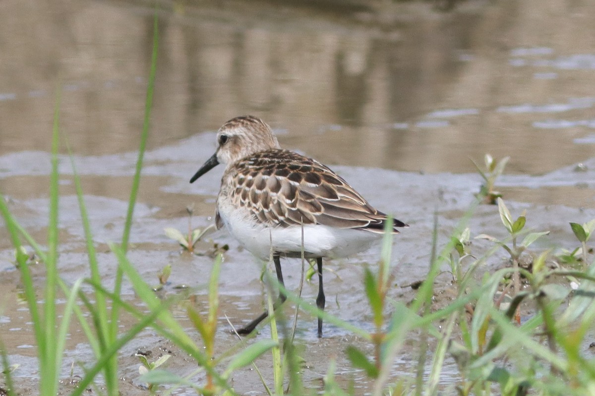 Semipalmated Sandpiper - ML628429700