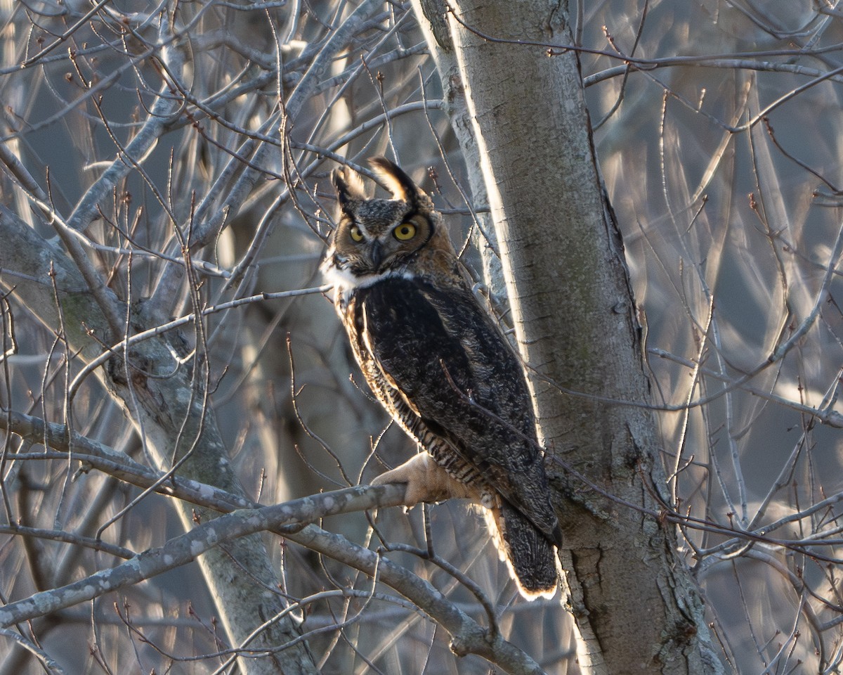 Great Horned Owl - ML628429794