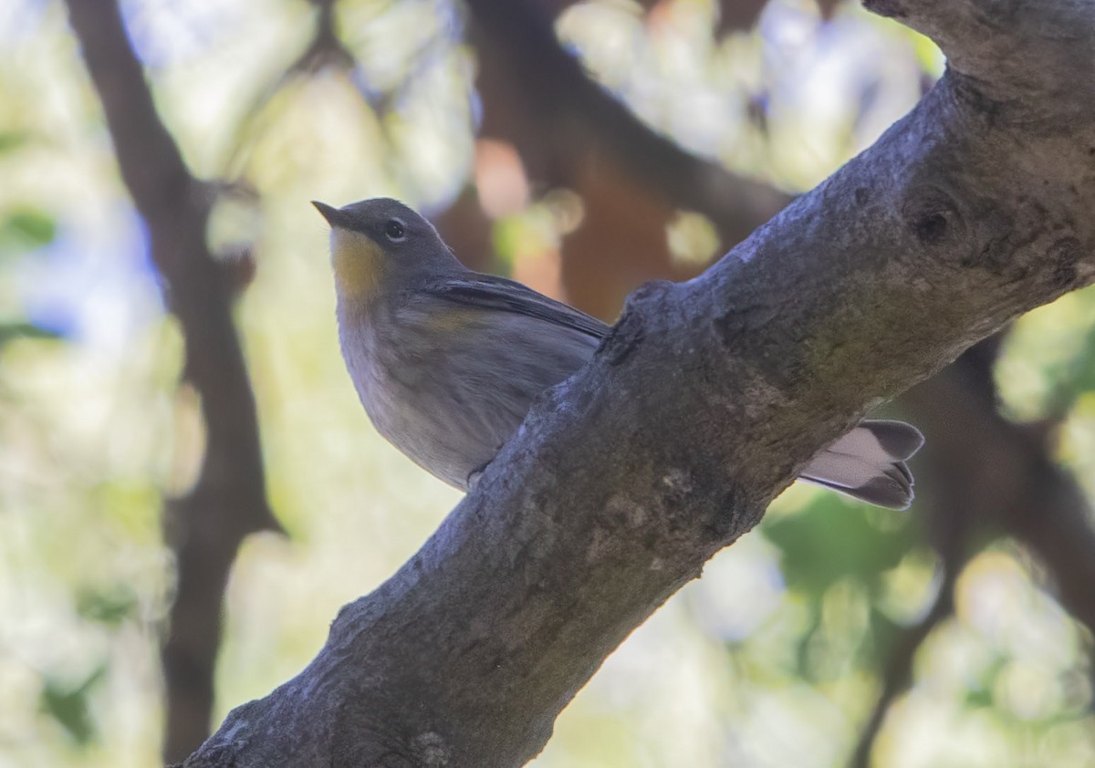 Yellow-rumped Warbler - ML628429840