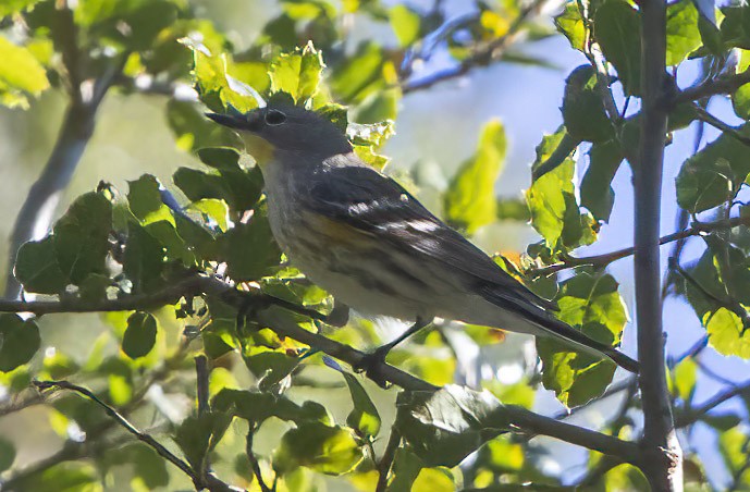 Yellow-rumped Warbler - ML628429841