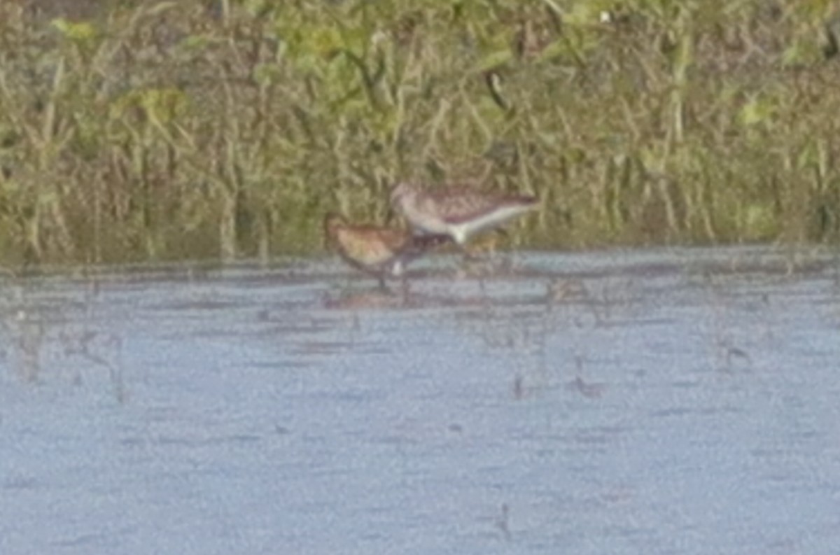 Pectoral Sandpiper - ML628429913