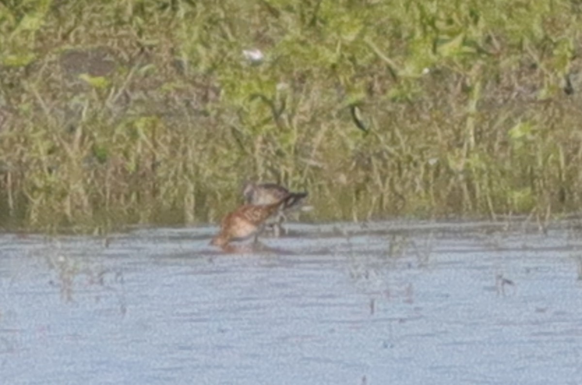Pectoral Sandpiper - ML628429924