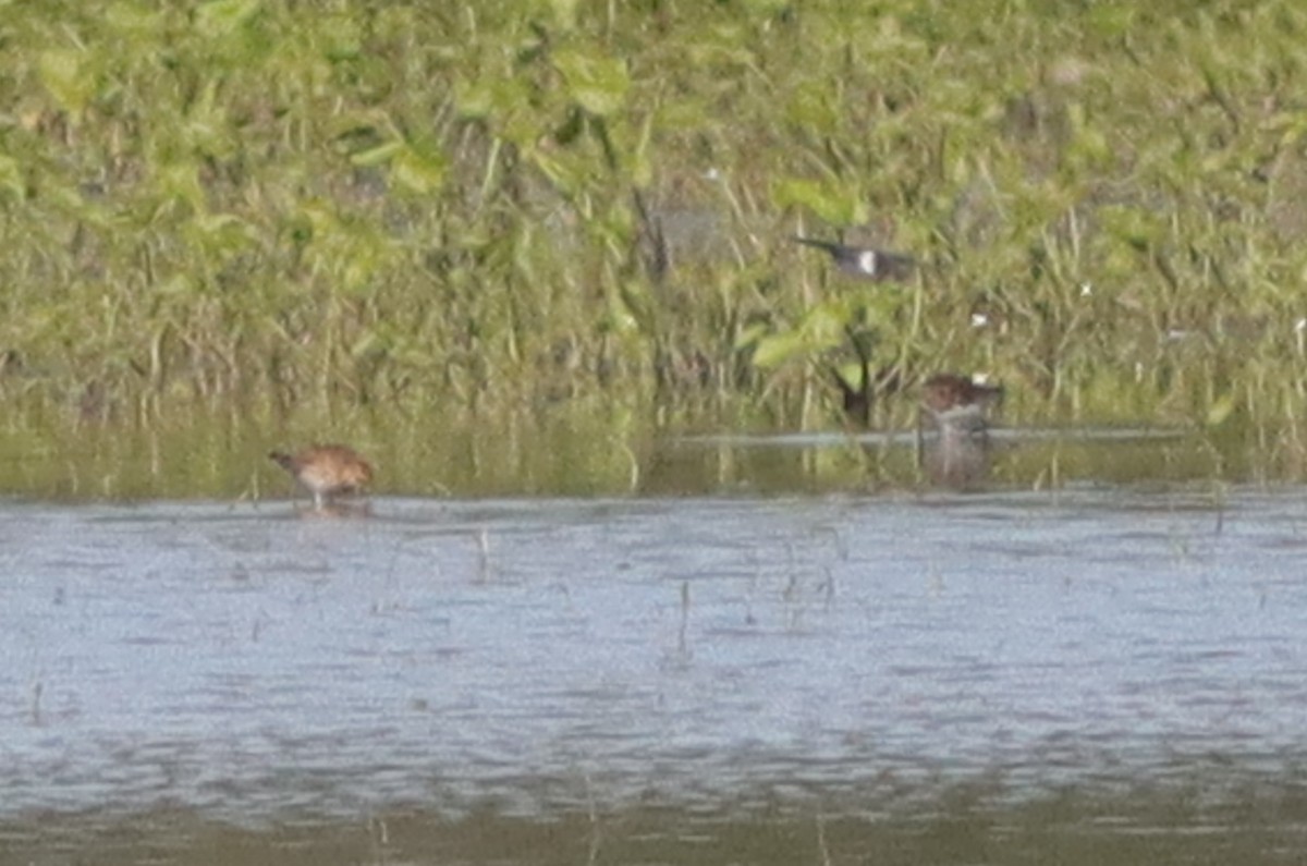 Pectoral Sandpiper - ML628429980