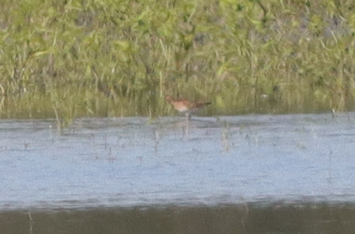 Pectoral Sandpiper - ML628429982