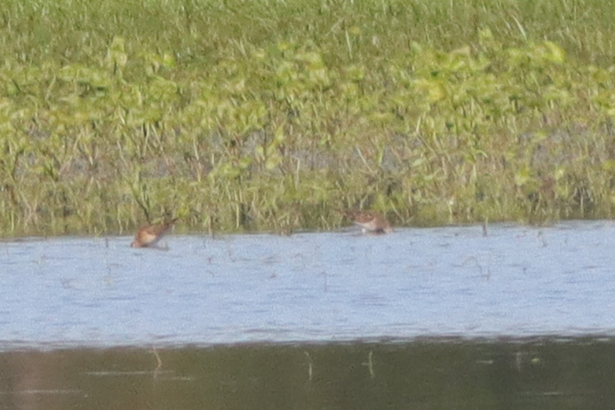 Pectoral Sandpiper - ML628429992
