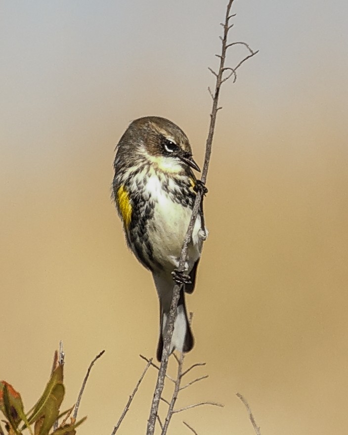 Yellow-rumped Warbler - ML628430031